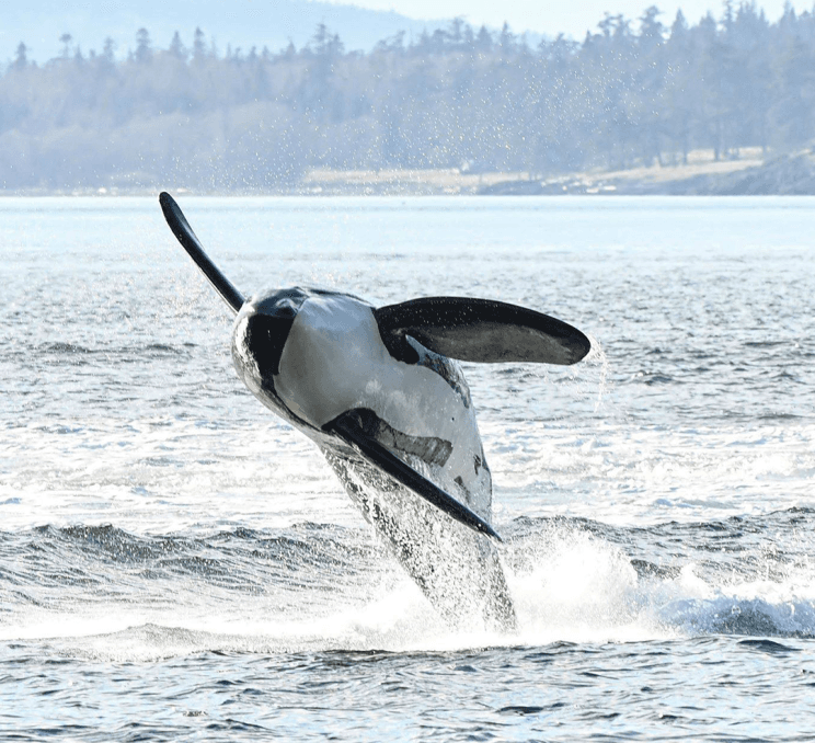 An orca (killer whale) breaches out of the Salish Sea off the coast of Victoria, BC