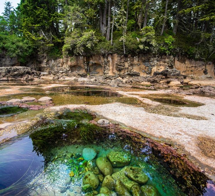 Tide pools along Botanical Beach Provincial Park in Victoria, BC