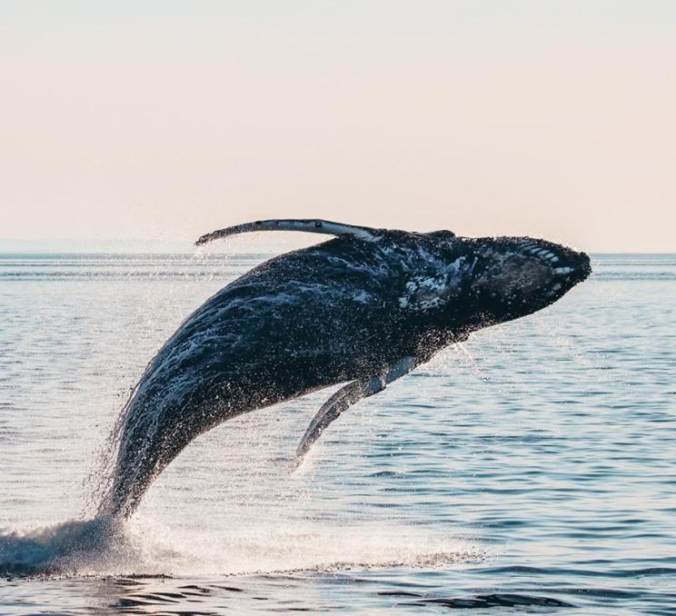 A Humpback Whale breaches out of the Salish Sea off the coast of Victoria, BC