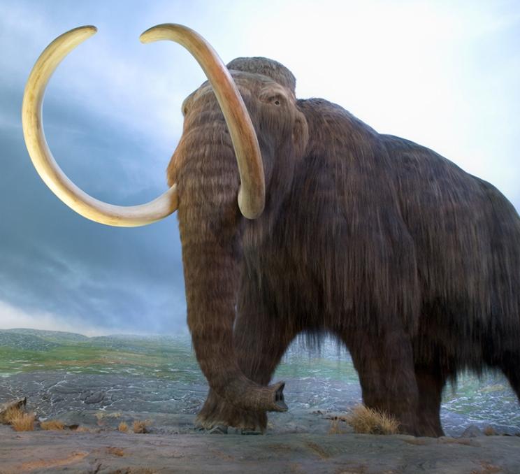 A whooly mammoth on display at the Royal BC Museum in Victoria, BC