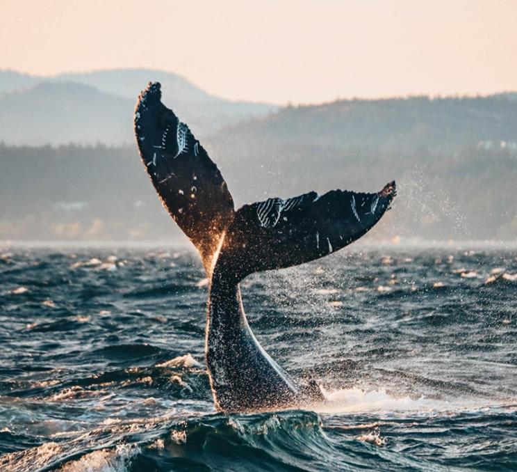 A humpback whale waves its tail in the Salish Sea off the coast of Victoria, BC