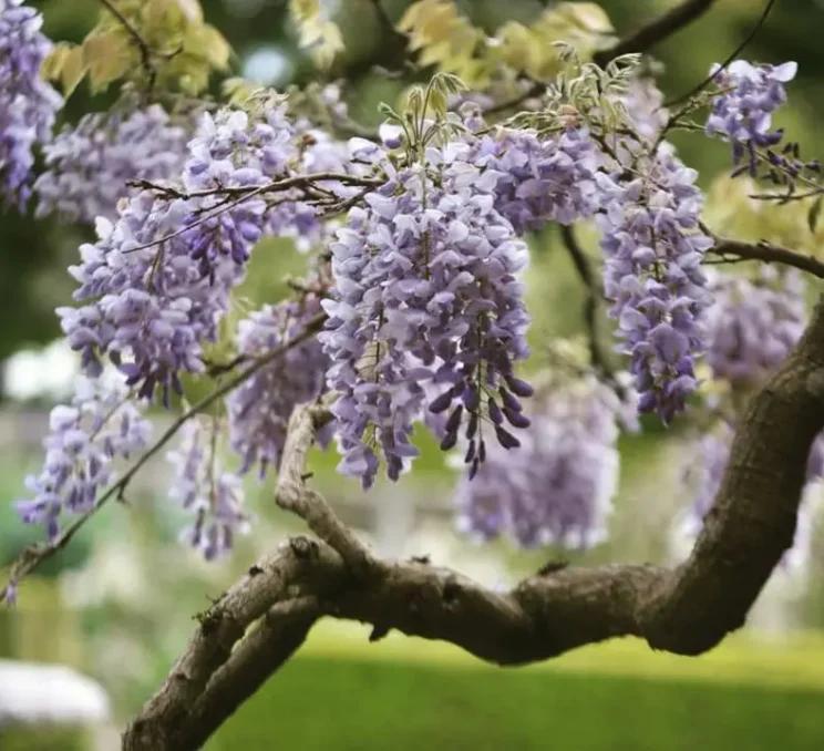 Blossoms at Hatley Park National Historic Site in Victoria, BC