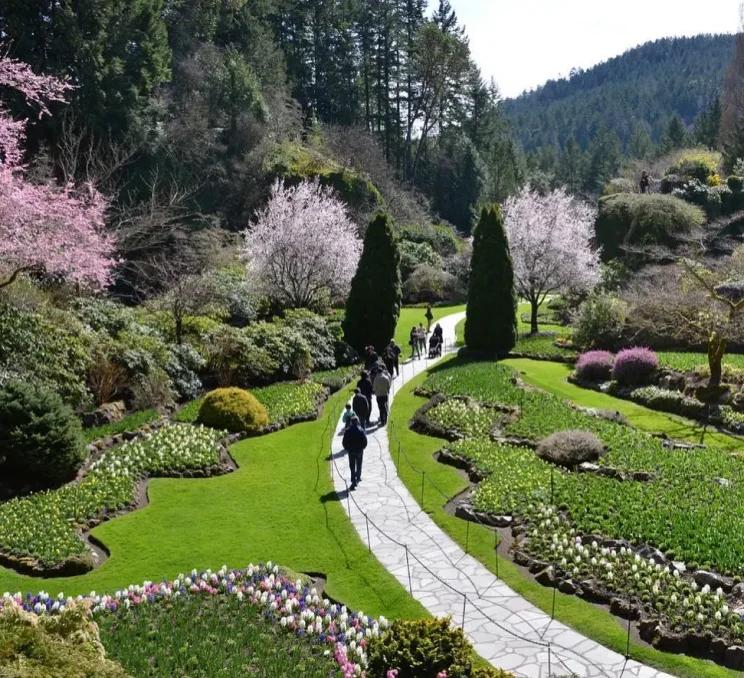 Cherry blossoms at the Sunken Gardens of The Butchart Gardens in Victoria, BC