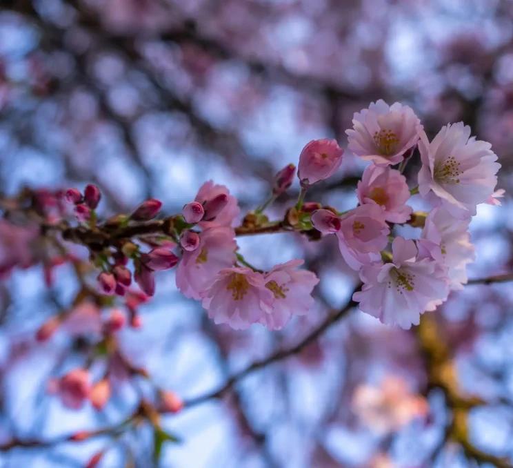 Cherry blossoms in Victoria's Oak Bay neighbourhood