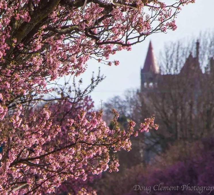 Cherry blossoms along View Street with Craigdarroch Castle in the background in Victoria, BC