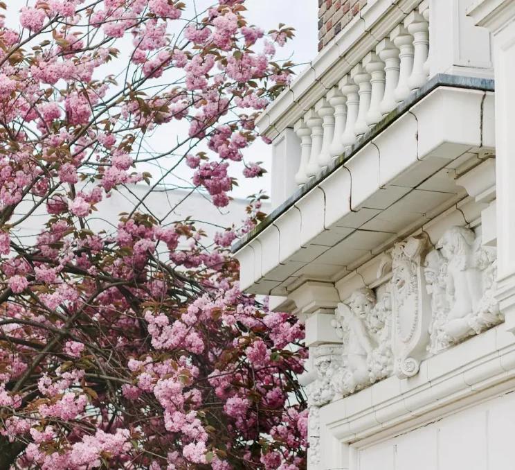 Cherry blossoms along Blanshard Street in Victoria, BC