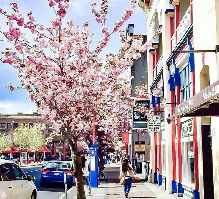 Cherry blossoms in Chinatown in Victoria, BC