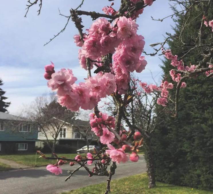 Cherry blossoms in James Bay in Victoria, BC