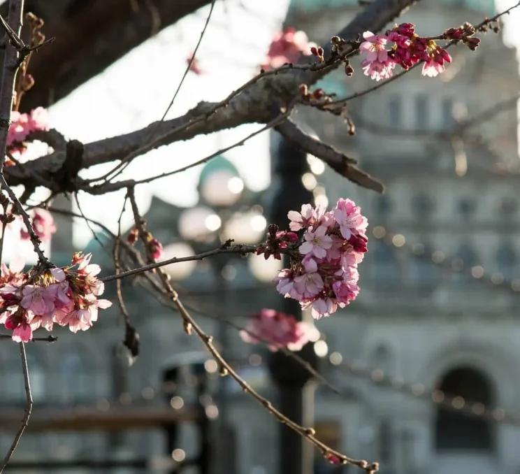 Cherry blossoms in front of the BC Parliament Buildings in Victoria, BC