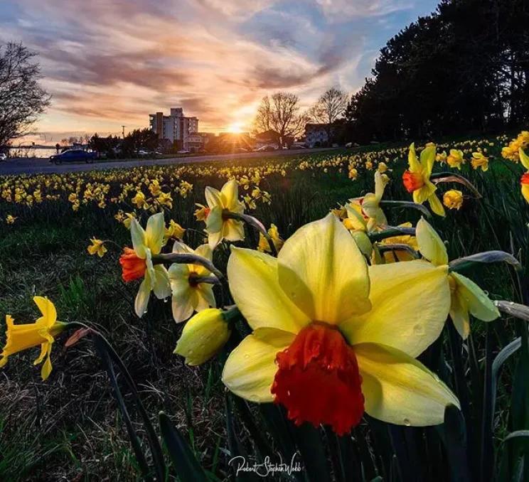 Flowers along Dallas Road in Victoria, BC