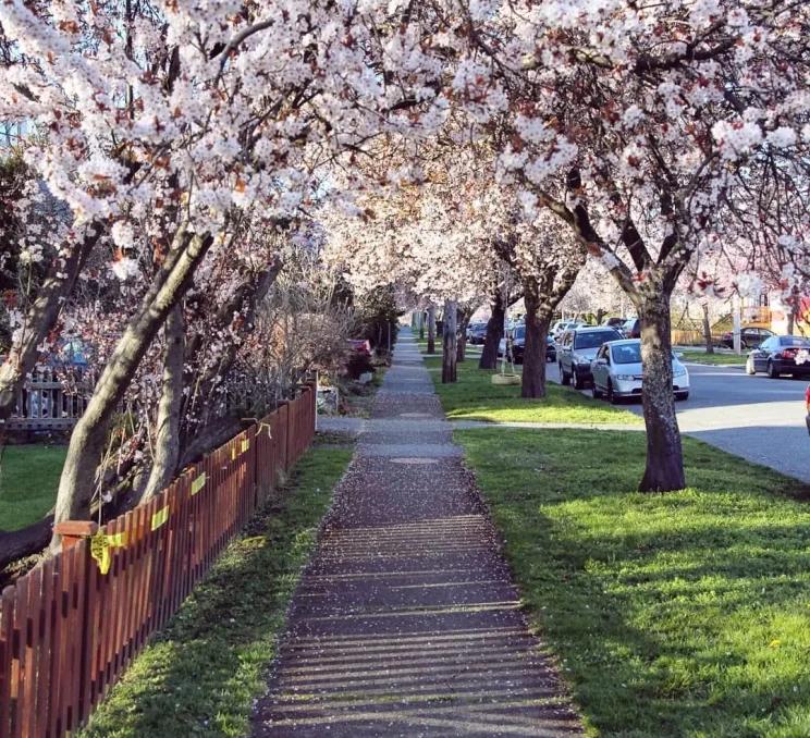 A path through the cherry blossoms in the Fairfield Neighbourhood of Victoria, BC