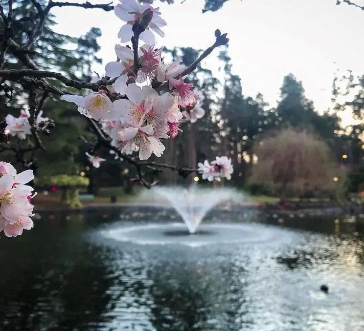 Cherry blossoms in front of the fountain at Beacon Hill Park in Victoria, BC