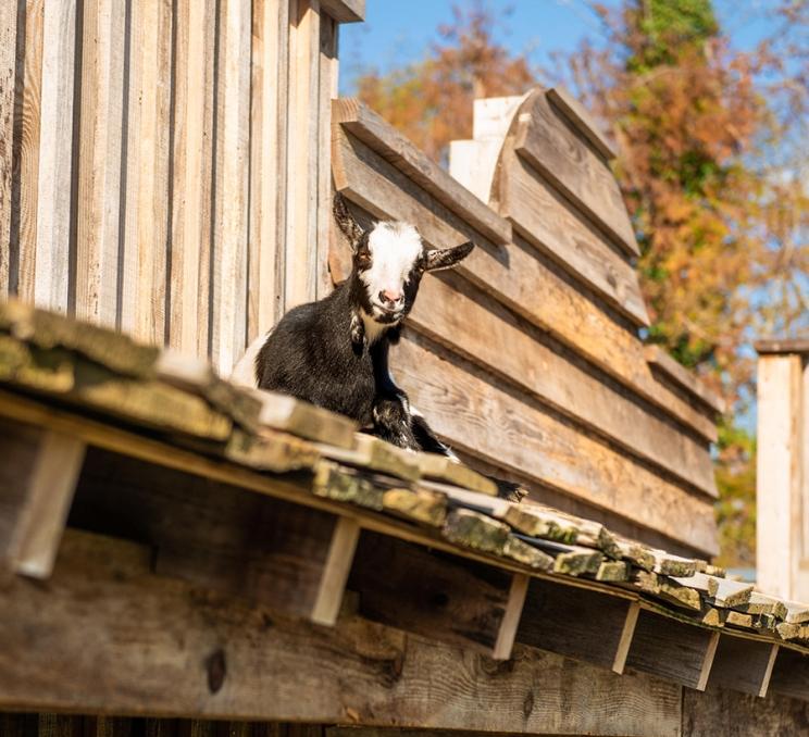 A goat on the roof of Country Bee Honey Farm in Victoria, BC