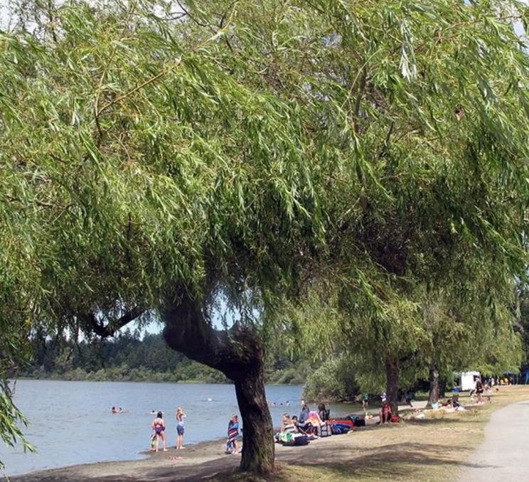 Beachgoers sat lakeside at Elk/Beaver Lake Regional Park in Victoria, BC