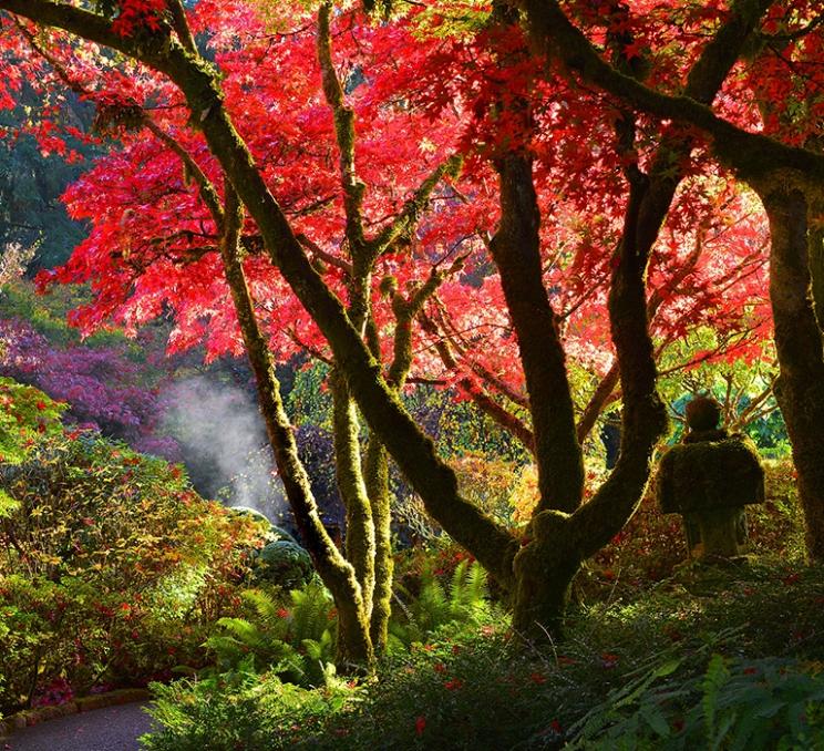 Fall leaves at the Butchart Gardens in Victoria, BC