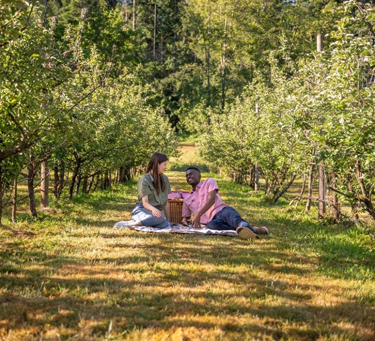 A couple enjoys a picnic amidst the apple trees at Junction Orchard and Cidery in Victoria, BC