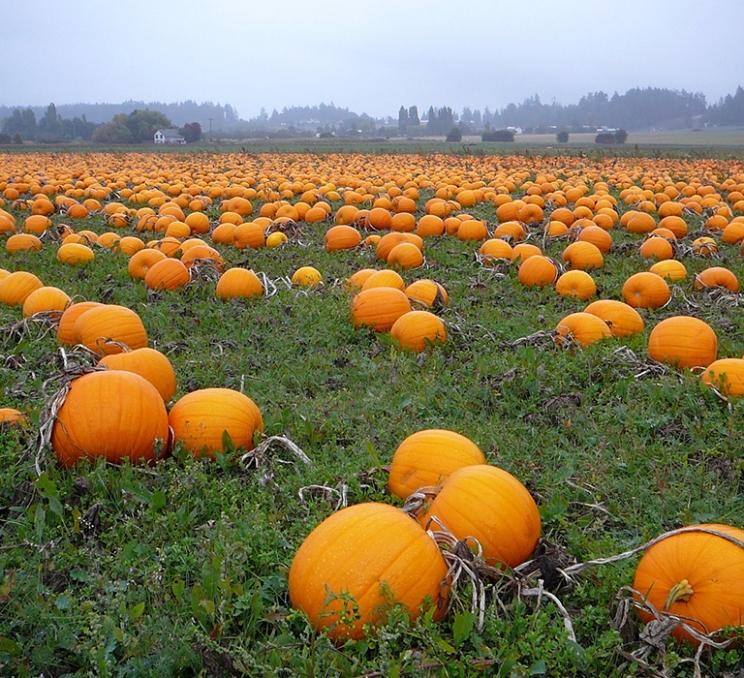 A pumpkin patch on the Saanich Peninsula in Greater Victoria, BC