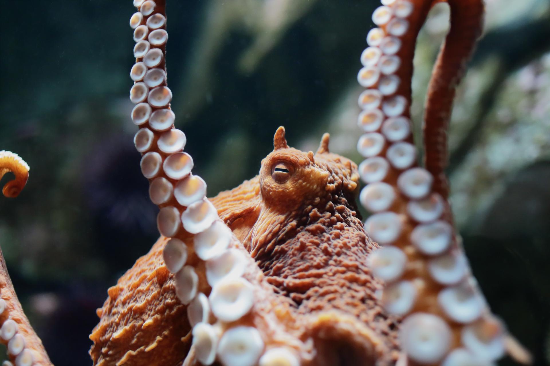 The largest octopus species in the world lives in the Salish Sea!