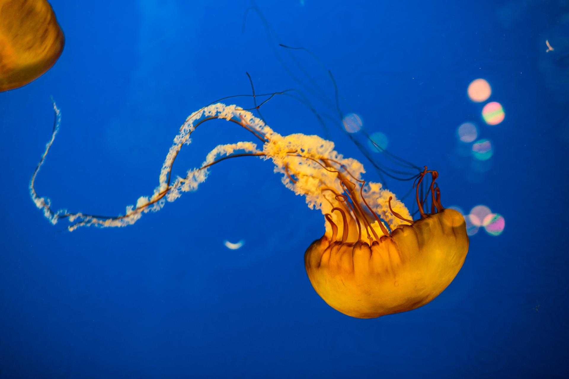 Jellyfish from the Salish Sea.