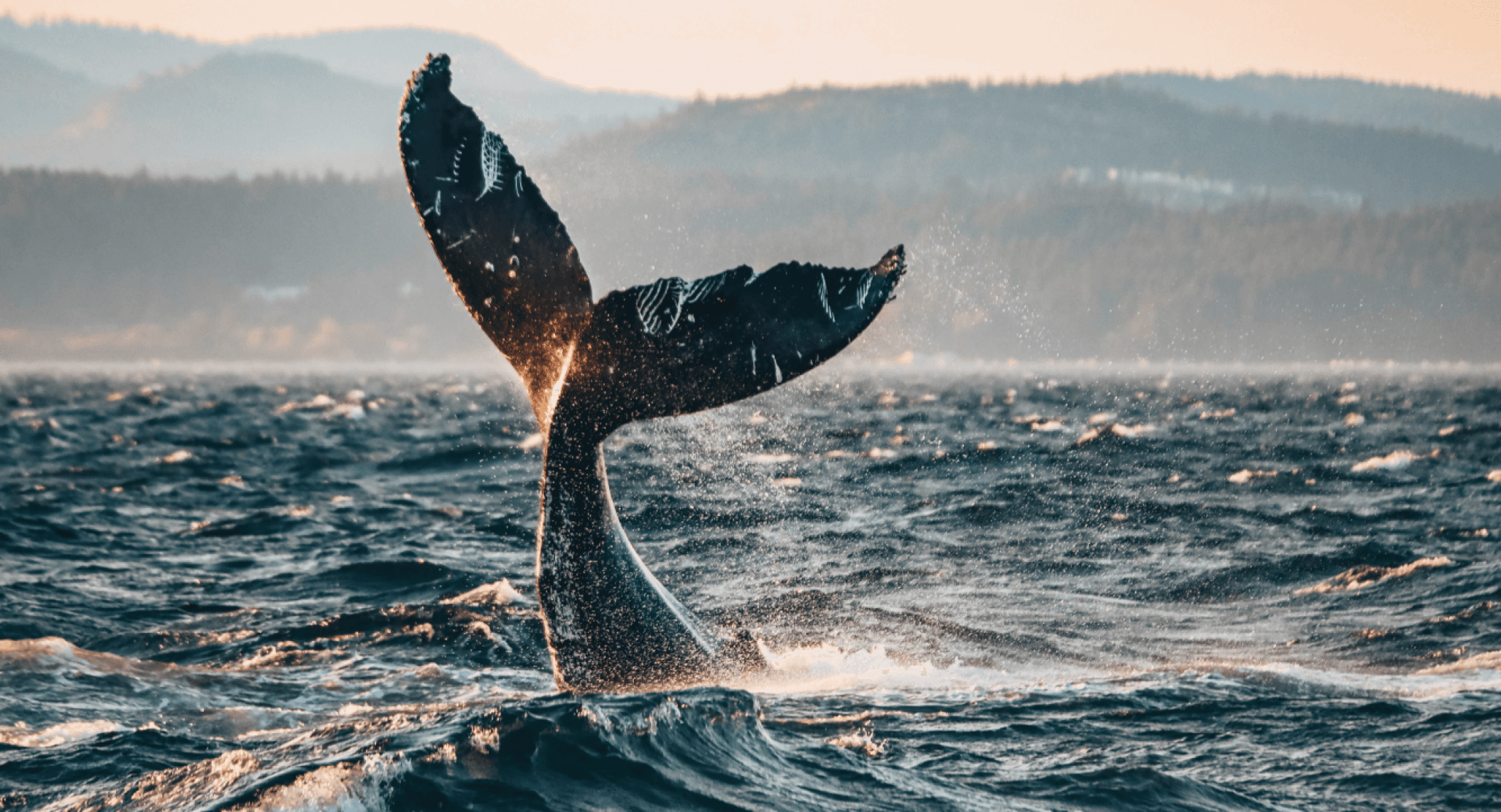 A humpback whale tail fin in Victoria, BC