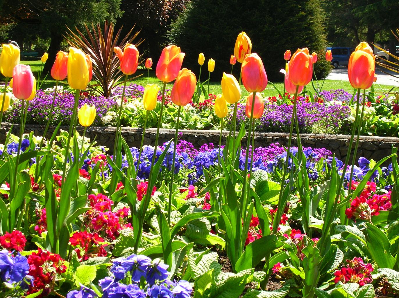 Colourful bed of flowers in Beacon Hill Park