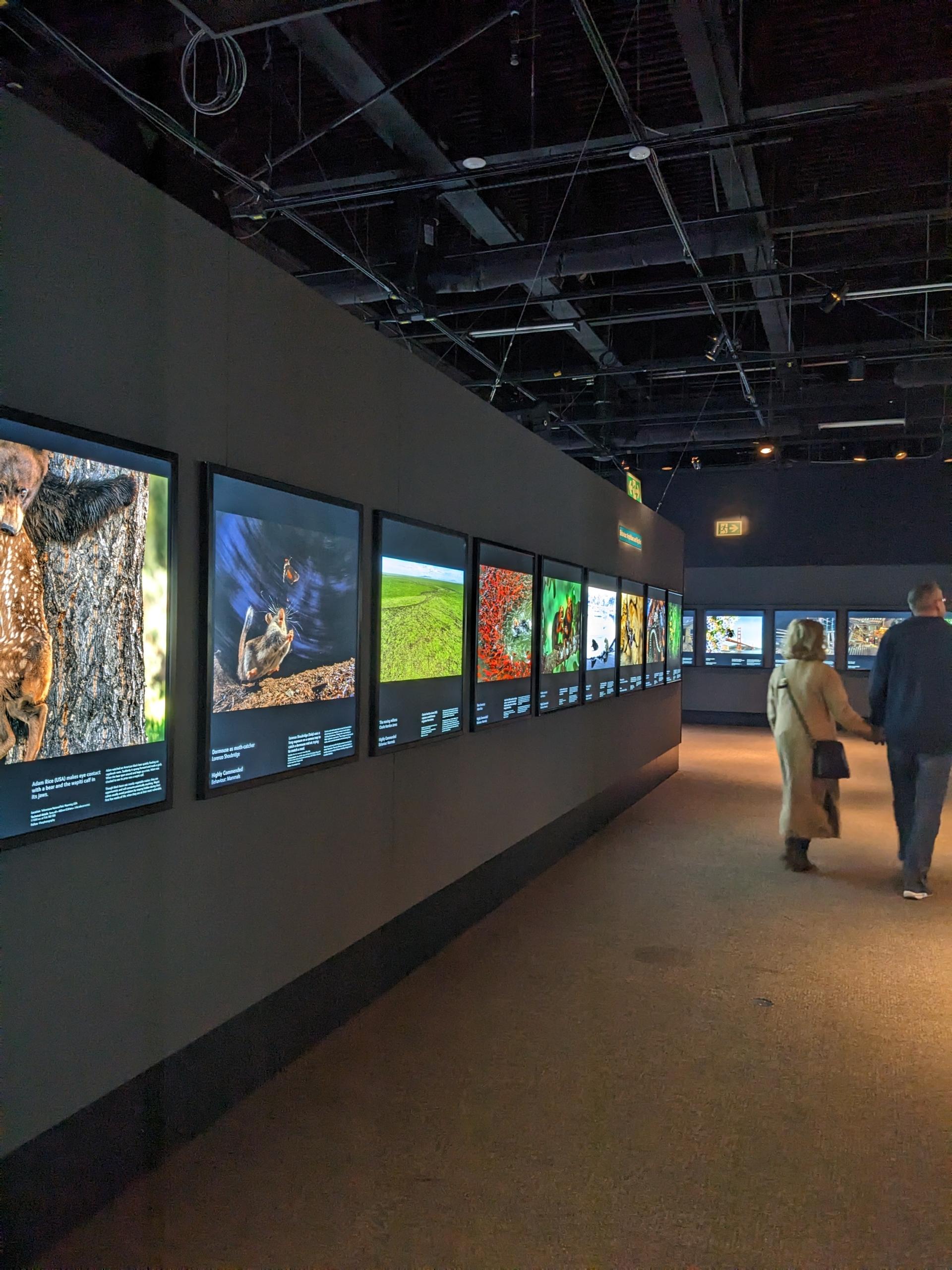 The wildlife photographer of the year exhibition at the Royal BC Museum