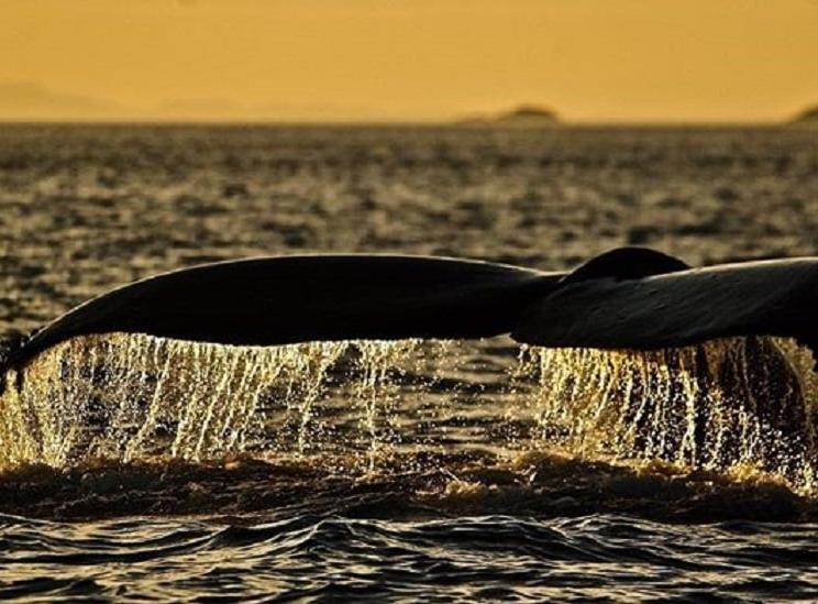 Whale tale at sunset