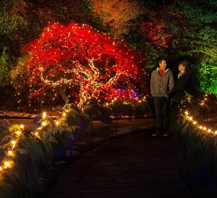 A couple explores the light show at the Magic of Christmas at The Butchart Gardens in Victoria, BC