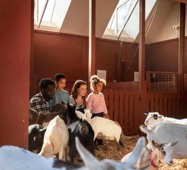 A young family meets the goats at Beacon Hill Children's Farm