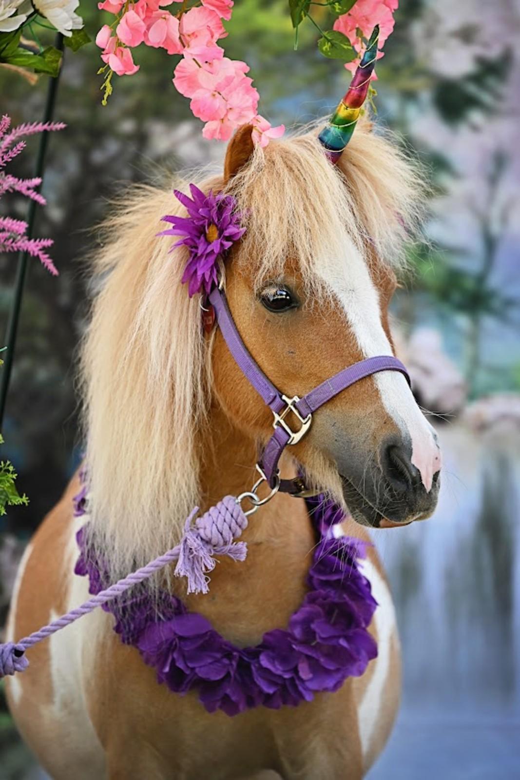 Learn how to care for a unicorn, braid it's mane and go for a ride!