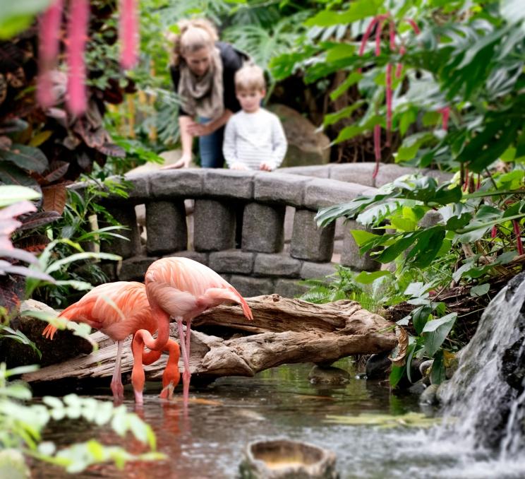 Mother and child looking at the flamingos at the Victoria Butterfly Garden