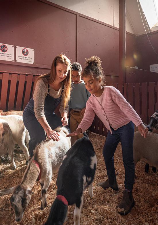 A family meets the goats at Beacon Hill Children's Farm