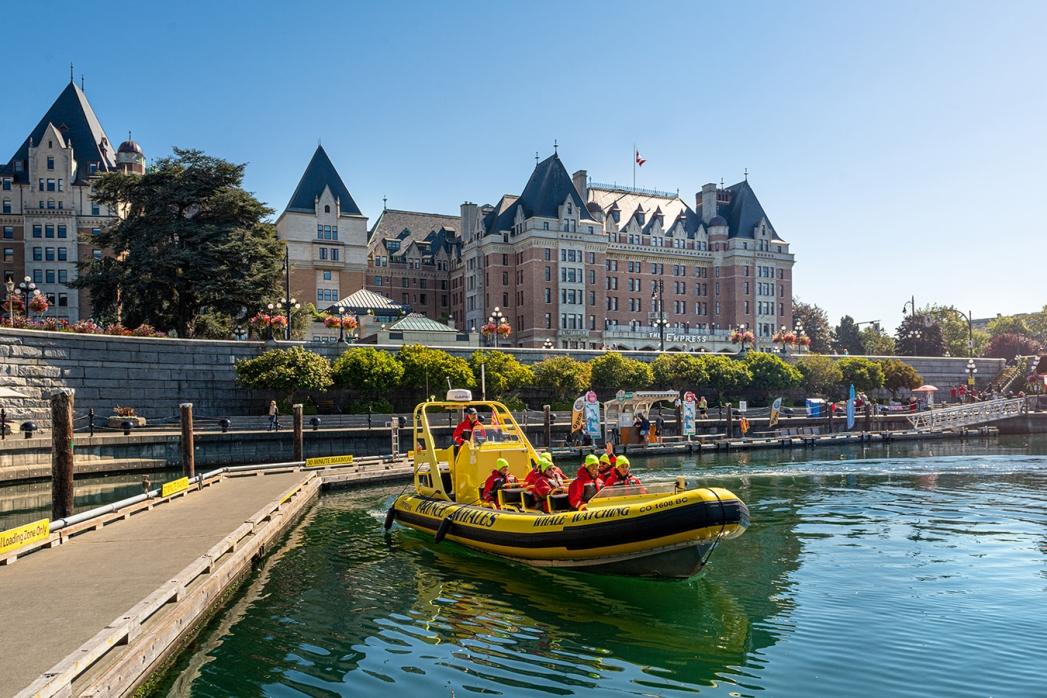 whale watching tour in Victoria BC