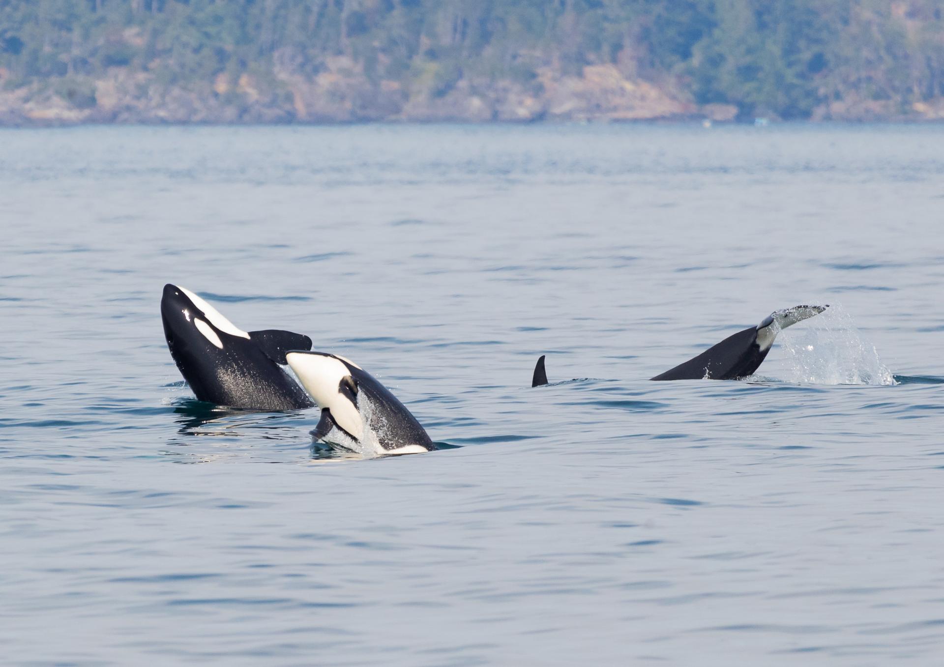 Killer Whale family with a double breach