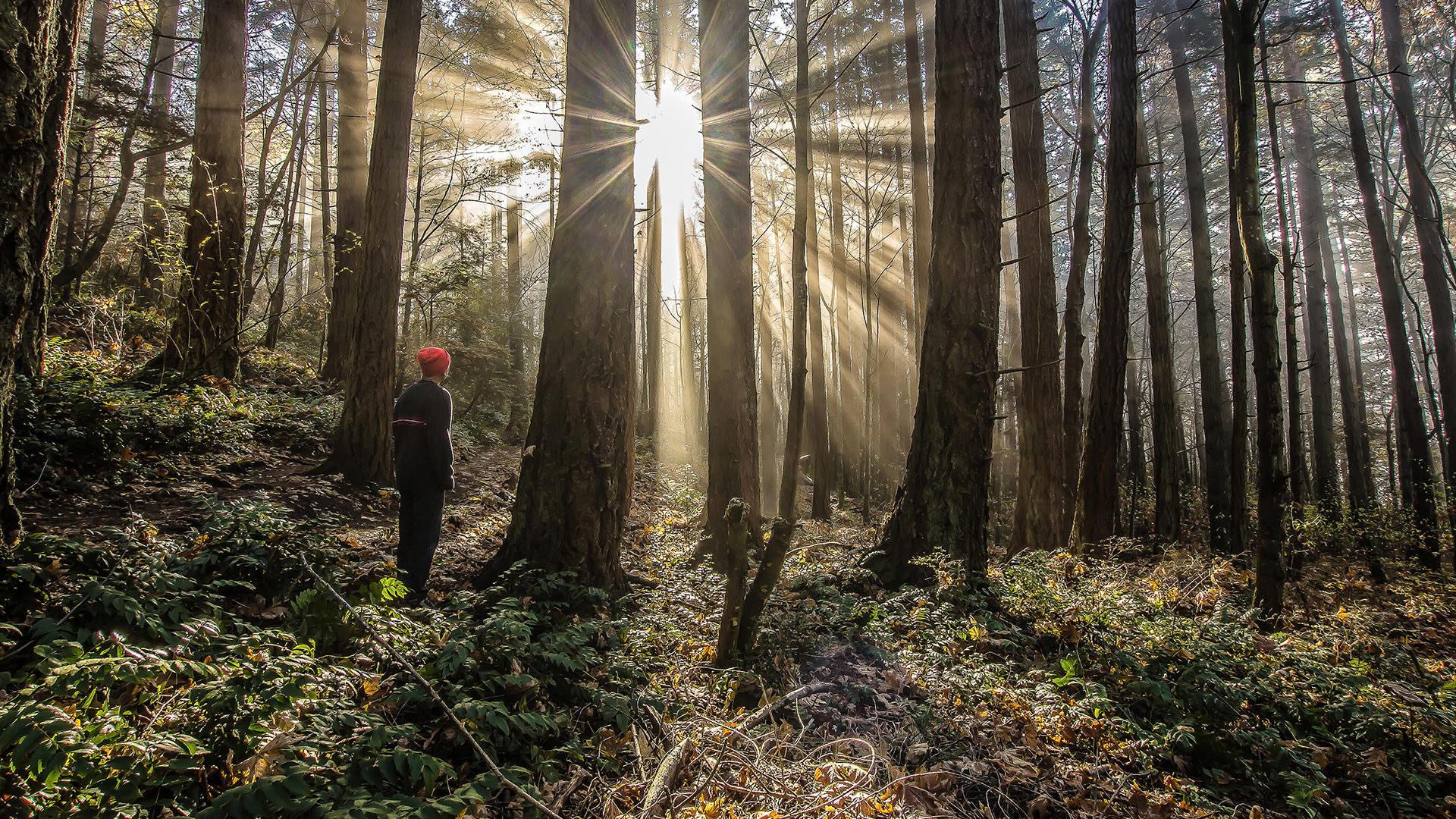 A man with an orange hat standing in the woods at sunset