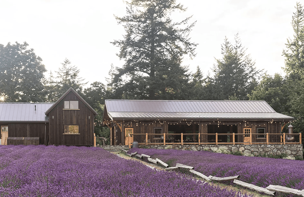 Lavender Fields at Bilston Creek Farm in Victoria, B.C.