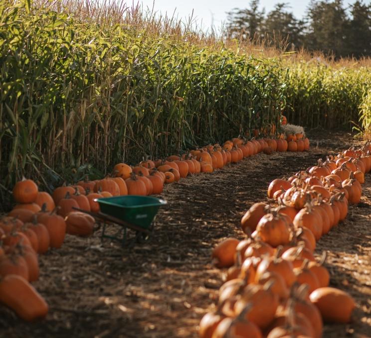 The Saanichton Corn Maze in Victoria, BC