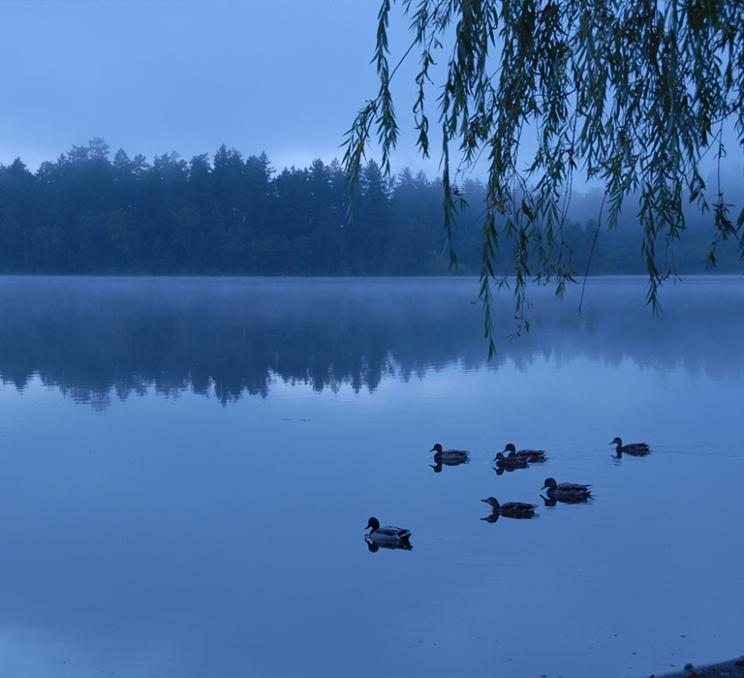 A flock of ducks swims across the water at Elk Lake in Victoria, BC