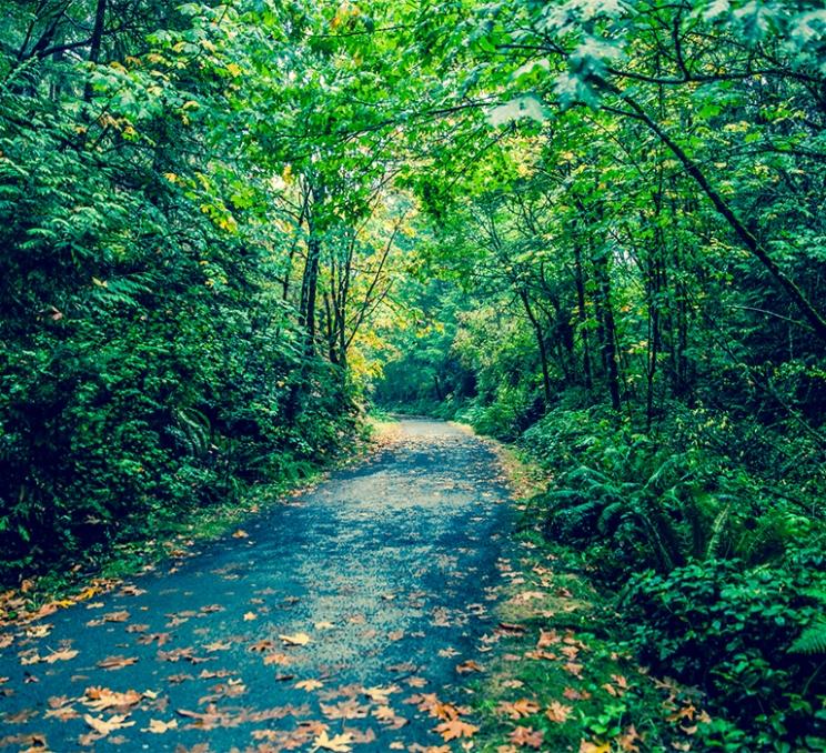 The Galloping Goose Regional Trail winds through Roche Cove Regional Park in Victoria, BC