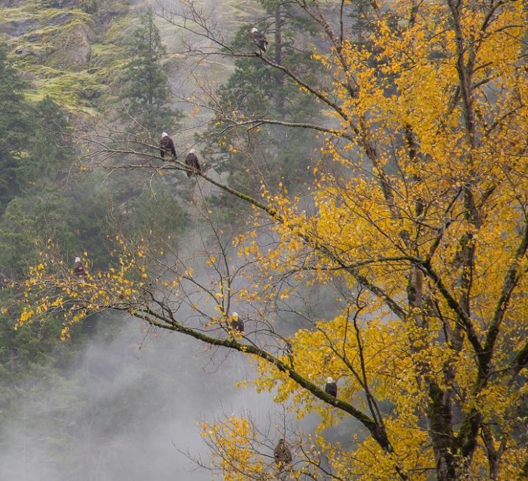 Eagles in a tree at Goldstream Provincial Park in Victoria, BC