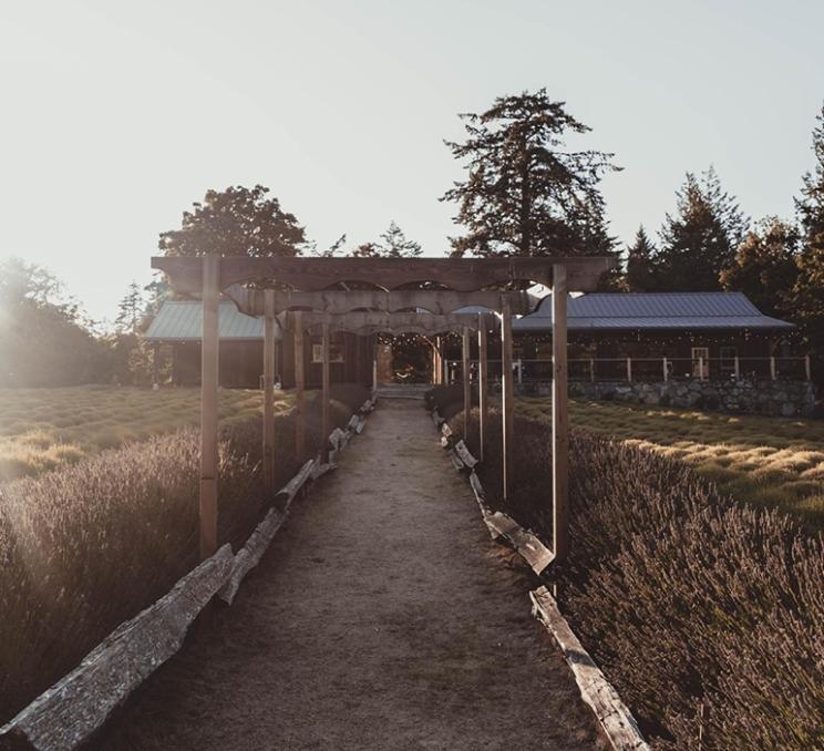 A pathway through the lavender at Bilston Creek Farm in Greater Victoria, BC