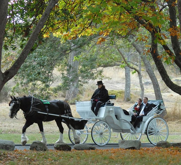 A carriage tour winds through Beacon Hill Park in Victoria, BC