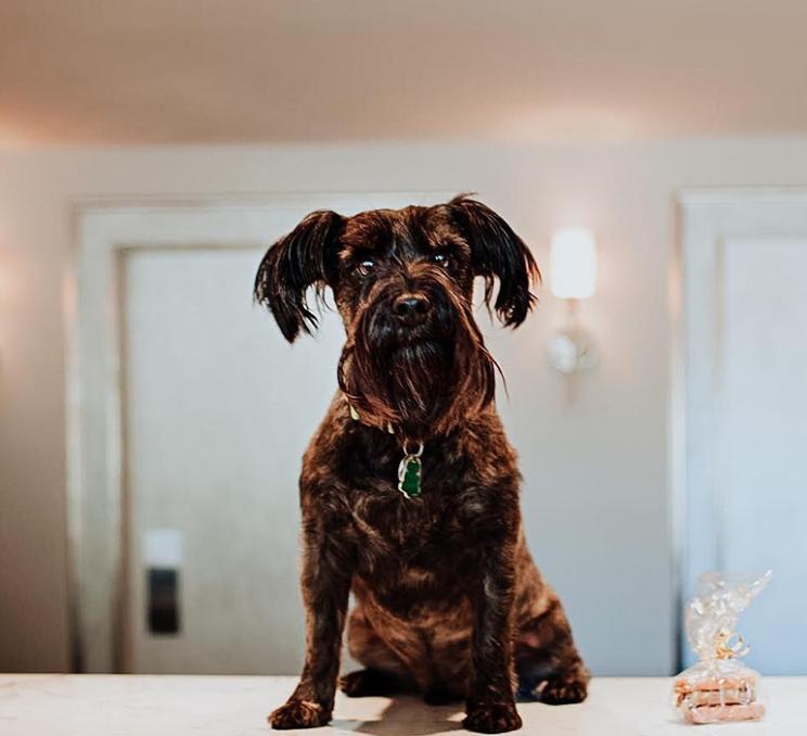 A dog enjoys a stay at the Chateau Victoria Hotel & Suites in Victoria, BC