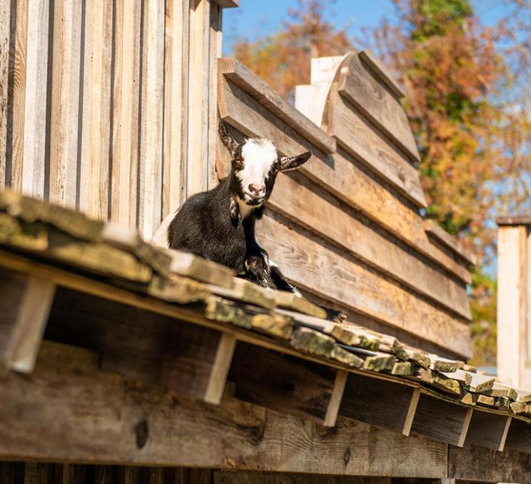 A goat lays on the roof at Country Bee Honey Farm in Victoria, BC