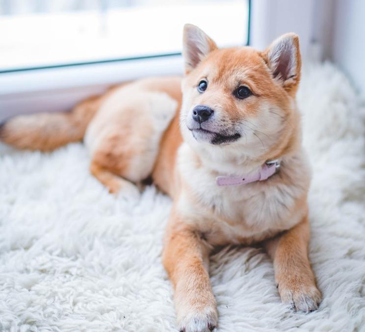 A dog lays on a bed at the Hotel Grand Pacific in Victoria, BC