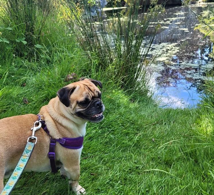 A dog explores the pond at Beacon Hill Park in Victoria, BC