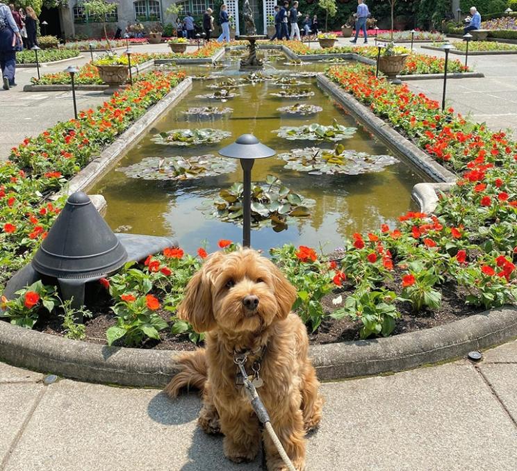 A dog at The Butchart Gardens in Victoria, BC