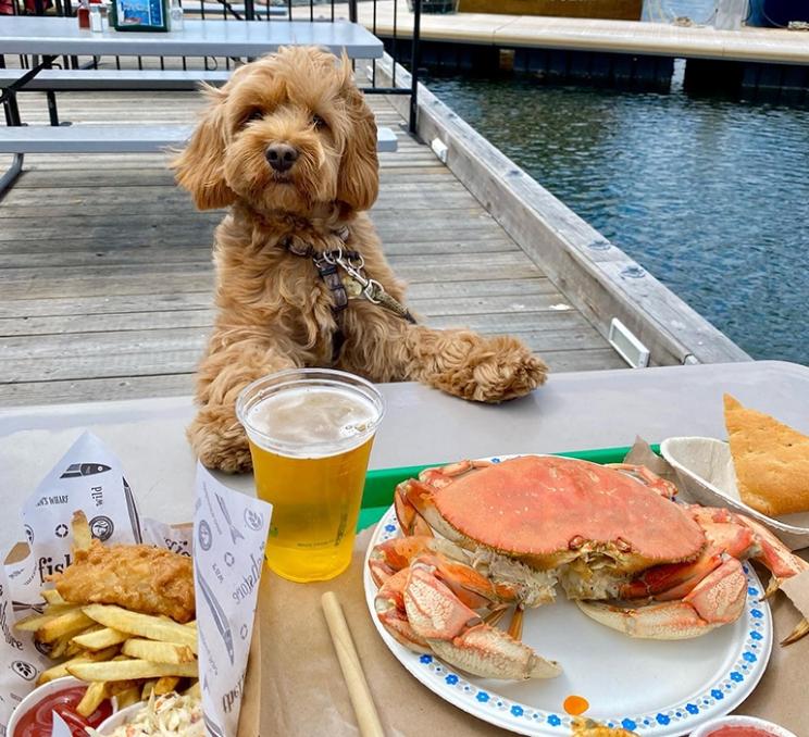 A dog dines with its owner at Fisherman's Wharf in Victoria, BC