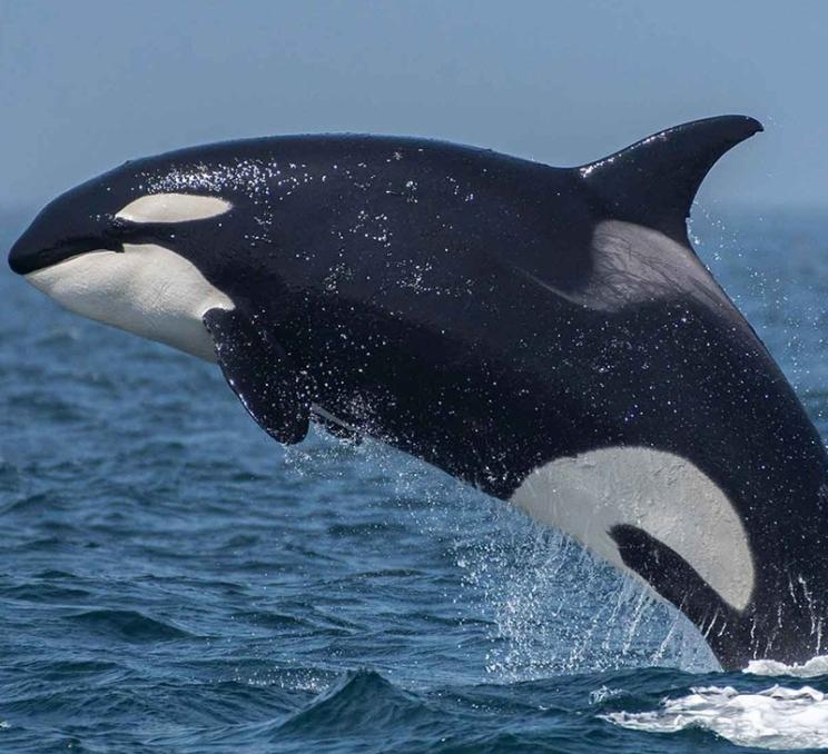 An orca breaches out of the Salish Sea off the coast of Victoria, BC