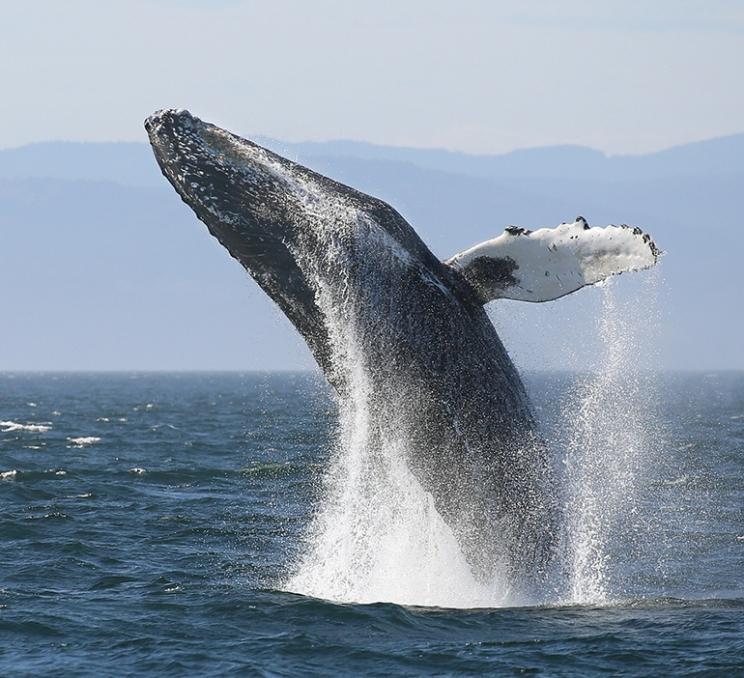 A humpback breaches during an Eagle Wing whale watching tour in Greater Victoria, BC